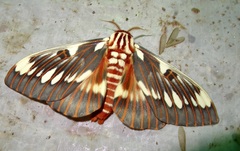 Citheronia splendens