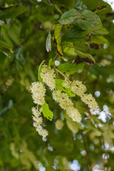 Homalium cochinchinense