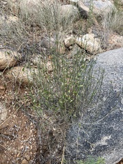 Carlowrightia arizonica