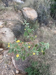 Abutilon abutiloides