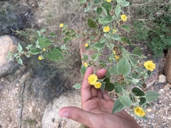 Abutilon abutiloides
