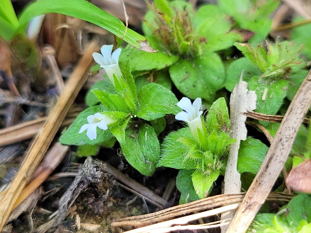 Staurogyne miqueliana