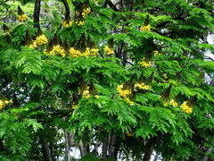 Cenostigma pluviosum