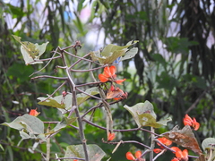 Erythrina breviflora
