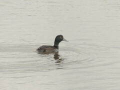 Aythya novaeseelandiae