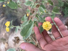 Abutilon abutiloides