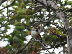 Poecile hudsonicus