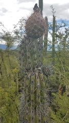 Lemaireocereus hollianus