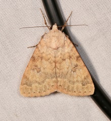 Drasteria inepta