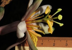 Passiflora cauliflora