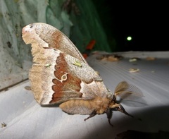 Antheraea oculea