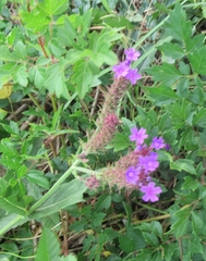 Verbena rigida