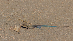 Aspidoscelis hyperythrus