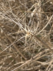 Elymus elymoides