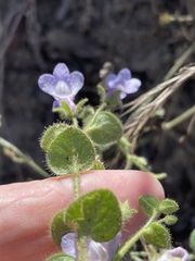 Sairocarpus nuttallianus
