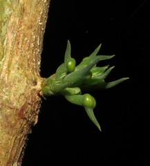 Passiflora cauliflora