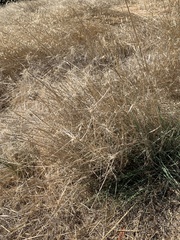 Elymus elymoides