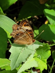 Junonia zonalis