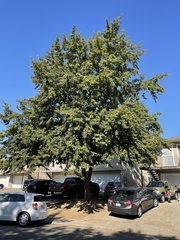 Quercus castaneifolia