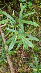 Elaeocarpus dentatus