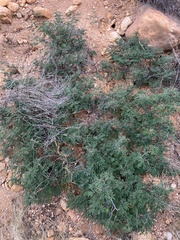 Calliandra eriophylla