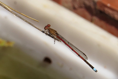 Oxyagrion terminale