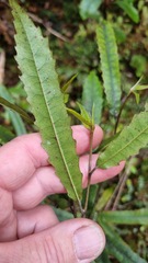 Elaeocarpus dentatus