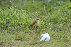 Machetornis rixosa