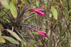 Tillandsia aeranthos