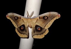 Antheraea oculea