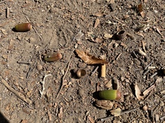 Quercus castaneifolia