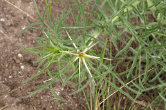 Centaurea calcitrapa