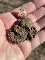Bothriocyrtum californicum