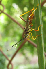 Holhymenia histrio
