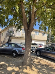 Quercus castaneifolia