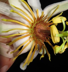 Passiflora cauliflora