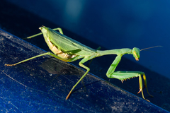 Miomantis caffra