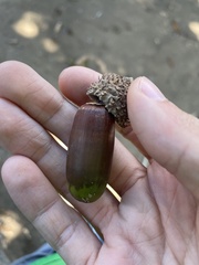 Quercus castaneifolia