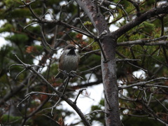 Poecile hudsonicus