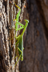 Miomantis caffra
