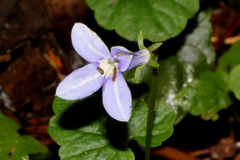 Lobelia trigonocaulis