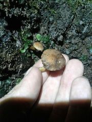 Inocybe