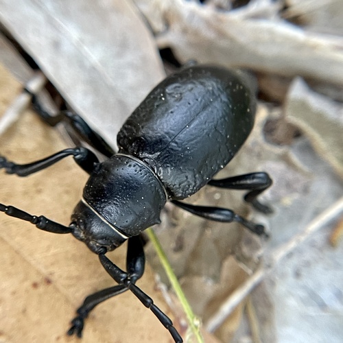 Black Cactus Longhorn Beetle photo 2