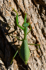 Miomantis caffra