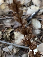 Platanthera transversa