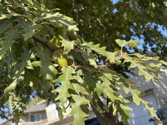 Quercus castaneifolia