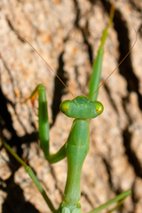 Miomantis caffra