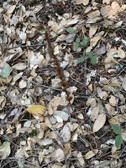 Platanthera transversa