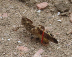 Spharagemon cristatum