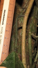 Passiflora cauliflora